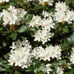 White Rhododendron -Fruit Tree Shop White Rhododendron 2 FGT