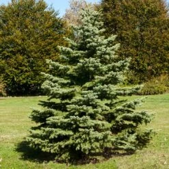 New Arrival -Fruit Tree Shop White Spruce Tree 1 FGT