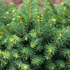 White Spruce Tree -Fruit Tree Shop White Spruce Tree 3 FGT