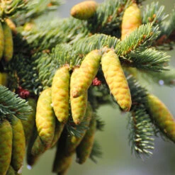 White Spruce Tree -Fruit Tree Shop White Spruce Tree 4