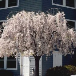 White Weeping Cherry Tree 8 White Weeping Cherry Tree -Fruit Tree Shop White Weeping Cherry 6
