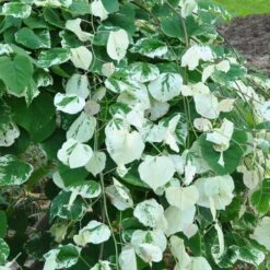 Whitewater Redbud Tree -Fruit Tree Shop Whitewater Redbud 2