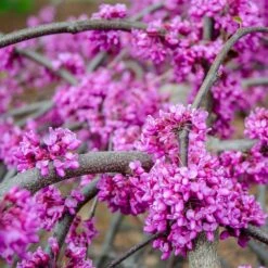 Whitewater Redbud Tree -Fruit Tree Shop Whitewater Redbud 3