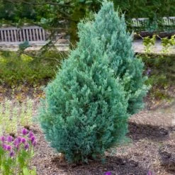 Juniper 'Wichita Blue' Tree -Fruit Tree Shop Wichita Blue Juniper 4