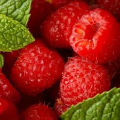 Willamette Red Raspberry Bush -Fruit Tree Shop Wiliamette Raspberry 5 FGT