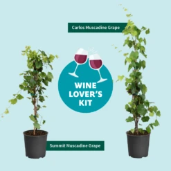 Wine Lover's Kit -Fruit Tree Shop WineLoversKitGraphic 2