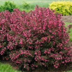 Wine & Roses® Weigela Shrub -Fruit Tree Shop Wine and Roses Weigela 2 FGT
