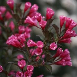 Wine & Roses® Weigela Shrub -Fruit Tree Shop Wine and Roses Weigela 3 FGT