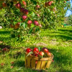 Winesap Apple Tree -Fruit Tree Shop Winesap Apples 1