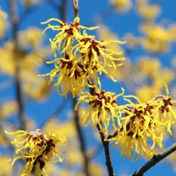 Common Witch Hazel Shrub -Fruit Tree Shop Witch Hazel 1