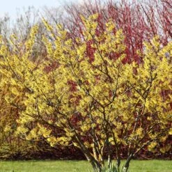 Common Witch Hazel Shrub -Fruit Tree Shop Witch Hazel 6
