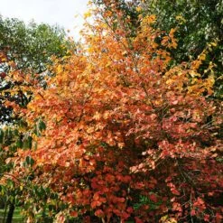 Common Witch Hazel Shrub -Fruit Tree Shop Witch Hazel 7