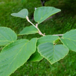 Diane Witch Hazel Shrub 8 Diane Witch Hazel Shrub -Fruit Tree Shop Witch Hazel Diane 2