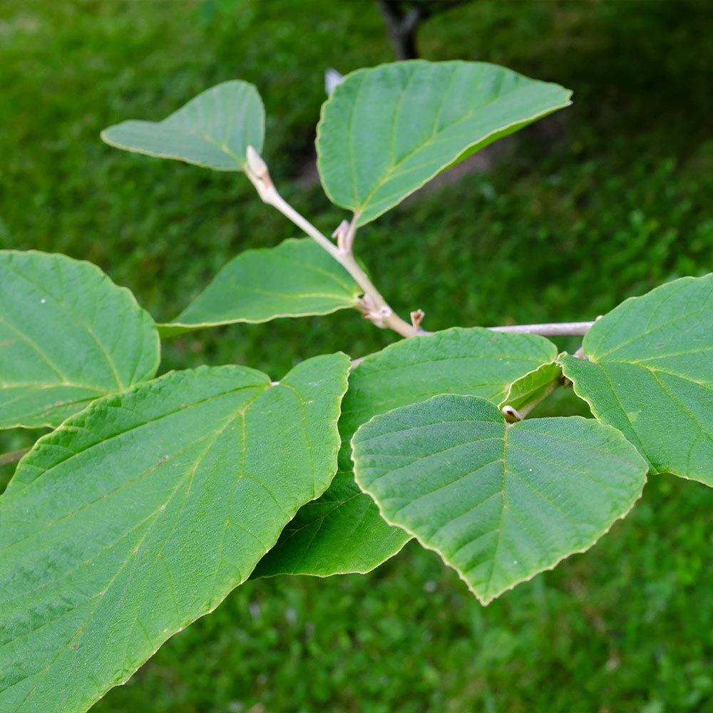 Diane Witch Hazel Shrub 4 Diane Witch Hazel Shrub - Image 4