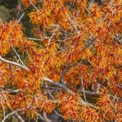 Jelena Witch Hazel Shrub -Fruit Tree Shop Witch Hazel Jelena 1