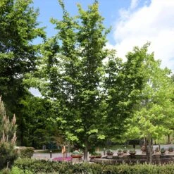 Jelena Witch Hazel Shrub -Fruit Tree Shop Witch Hazel Jelena 6