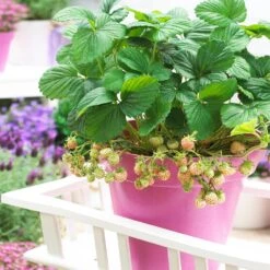 New Arrival -Fruit Tree Shop Wonderful Pineberry 7