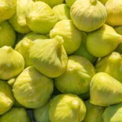 Yellow Fig Tree -Fruit Tree Shop Yellow Fig 1