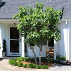 Yellow Fig Tree -Fruit Tree Shop Yellow Fig 5