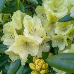 Yellow Rhododendron -Fruit Tree Shop Yellow Rhododendron 2 FGT
