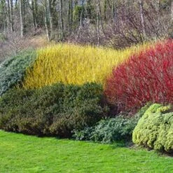 Yellow Twig Dogwood Shrub 10 Yellow Twig Dogwood Shrub -Fruit Tree Shop Yellow Twig Dogwood 1