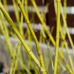Yellow Twig Dogwood Shrub 12 Yellow Twig Dogwood Shrub -Fruit Tree Shop Yellow Twig Dogwood 4 FGT