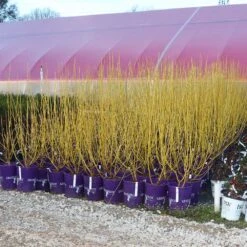 Yellow Twig Dogwood Shrub 15 Yellow Twig Dogwood Shrub -Fruit Tree Shop Yellow Twig Dogwood 8