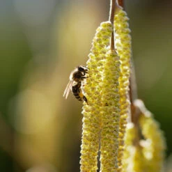 York Filbert Hazelnut -Fruit Tree Shop York Hazelnut 2