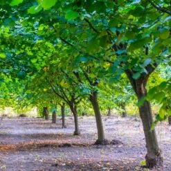 York Filbert Hazelnut -Fruit Tree Shop York Hazelnut 4