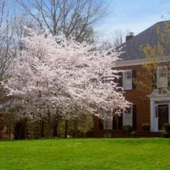 Yoshino Cherry Tree -Fruit Tree Shop Yoshino Cherry 8 FGT