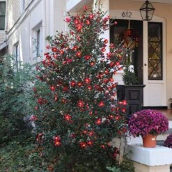 Yuletide Camellia -Fruit Tree Shop Yuletide Camellia 4 BB