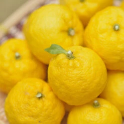 Yuzu Tree -Fruit Tree Shop Yuzu Citrus 1 FGT