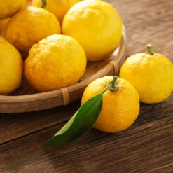 Yuzu Tree -Fruit Tree Shop Yuzu Citrus 3 FGT