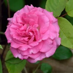Zephirine Drouhin Climbing Rose -Fruit Tree Shop Zephirine Drouhin Rose 1 FGT