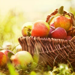 Zestar Apple Tree -Fruit Tree Shop Zestar Apple 2