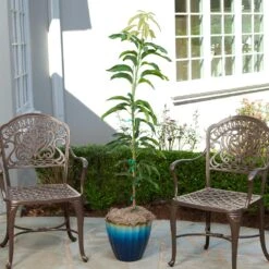 Condo Mango Tree -Fruit Tree Shop condo mango 1