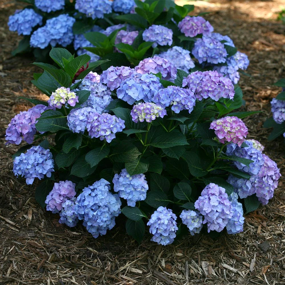 Let's Dance® Blue Jangles Hydrangea Shrub 2 Let's Dance® Blue Jangles Hydrangea Shrub - Image 2