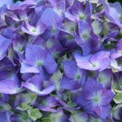 Let's Dance® Blue Jangles Hydrangea Shrub 7 Let's Dance® Blue Jangles Hydrangea Shrub -Fruit Tree Shop hydrangea lets dance blue jangles 3