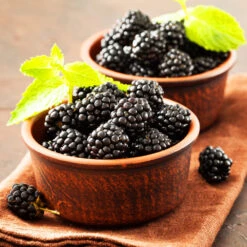 Kiowa Blackberry Bush -Fruit Tree Shop kiowa blackberry 3