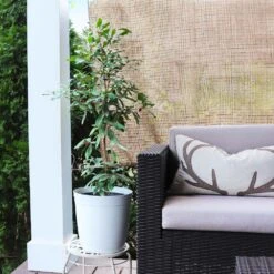 Miracle Berry Plant -Fruit Tree Shop mIRACLE bERRY 4 FGT