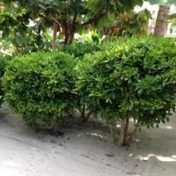 Miracle Berry Plant -Fruit Tree Shop mIRACLE bERRY 6