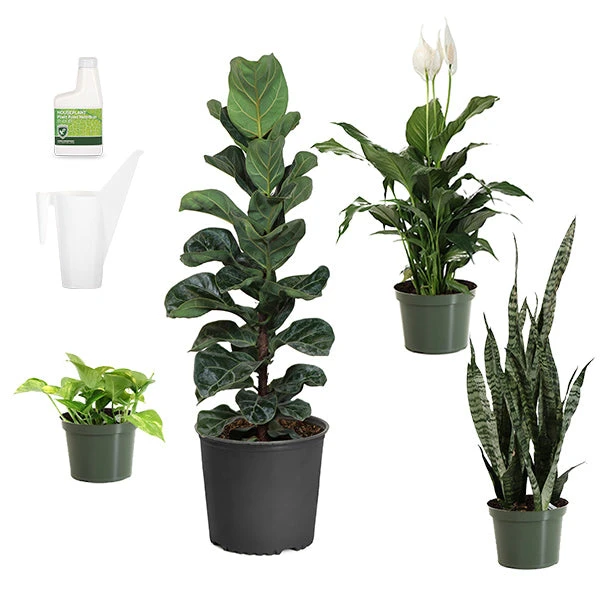 New Apartment House Plant Kit 1 New Apartment House Plant Kit