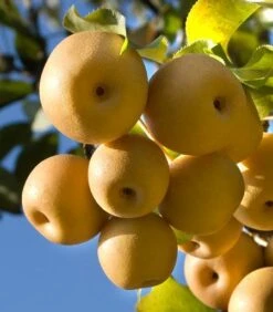 Olympic Giant Asian Pear Tree -Fruit Tree Shop olympic pear 450