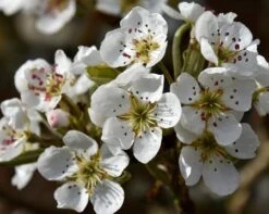 Olympic Giant Asian Pear Tree -Fruit Tree Shop olympic pear 450 1