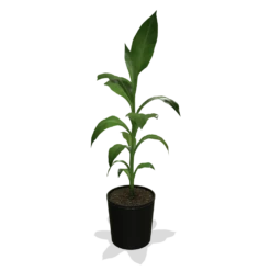 Cold Hardy Banana Tree -Fruit Tree Shop products 0759c65d 800b 498b b0a2 d9fb8d8c790e