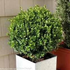 Sprinter® Boxwood Shrub -Fruit Tree Shop sprinter boxwood 2 FGT