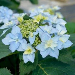 Tuff Stuff Ah-Ha® Hydrangea Shrub -Fruit Tree Shop tuff stuff ah ha hydrangea 3