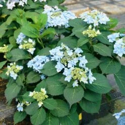 Tuff Stuff Ah-Ha® Hydrangea Shrub -Fruit Tree Shop tuff stuff ah ha hydrangea 4