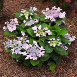 Tuff Stuff Ah-Ha® Hydrangea Shrub -Fruit Tree Shop tuff stuff ah ha hydrangea 7 FGT