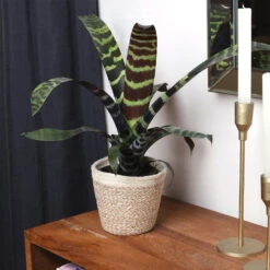 Zebra Plant In Decorative Pot -Fruit Tree Shop zebra jute 4